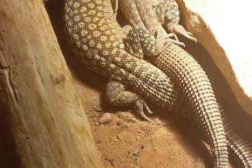 Monitor lizards kaufen und verkaufen Photo: Demnächst wunderschöne Jungtiere von varanus acanthurus yellow ackie