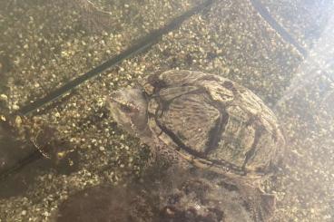Sumpfschildkröten kaufen und verkaufen Foto: Moschusschildkröte & Panzerwels zu verschenken 