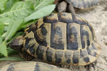 Landschildkröten kaufen und verkaufen Foto: Griechische Landschildkröte männlich 