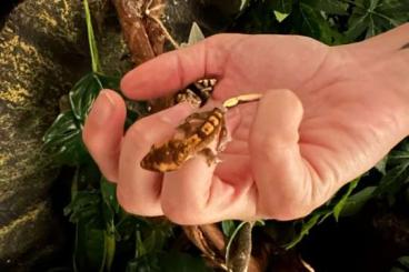 Geckos kaufen und verkaufen Photo: Zwei Kronengecko Jungtiere