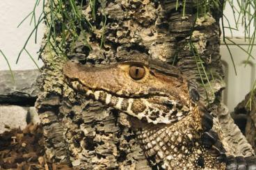 other lizards kaufen und verkaufen Photo: Brauen-Glattstirnkaiman (Paleosuchus palpebrosus)