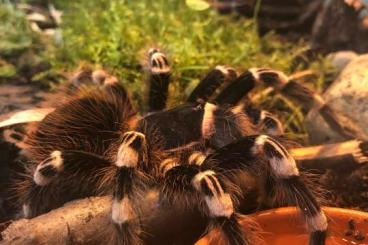 Vogelspinnen kaufen und verkaufen Foto: Acanthoscurria geniculata Weissknievogelspinne