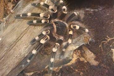 Vogelspinnen kaufen und verkaufen Foto: Verkaufe spinne mit Terrarium 
