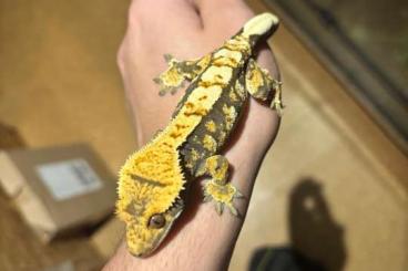 Geckos kaufen und verkaufen Foto: Kronengecko Männchen (1.0) Tri-Color  