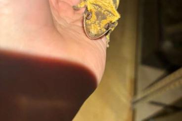 Geckos kaufen und verkaufen Photo: Kronengecko Weibchen (0.1) Tri-Color  