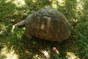 Landschildkröten kaufen und verkaufen Foto: Kaspische Landschildkröte