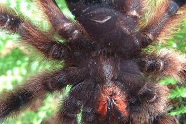 - bird spiders kaufen und verkaufen Photo: caribena versicolor Weibchen 8 Jahre alt 