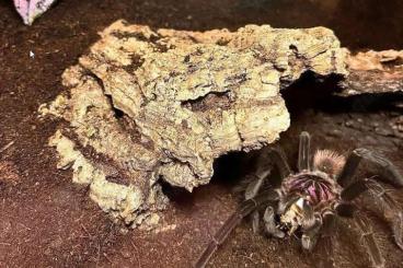 Spinnen und Skorpione kaufen und verkaufen Foto: Xenesthis Immanis 1.0.0 Male 6cm KL   + Terrarium