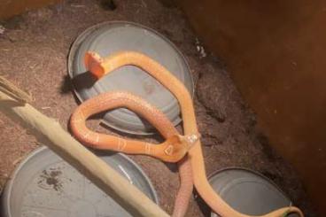 Giftschlangen kaufen und verkaufen Foto: Naja Kaouthia 1.1 für Hamm 