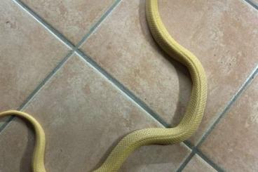 Venomous snakes kaufen und verkaufen Photo: Ein Pärchen Naja Kaouthia für Hamm 