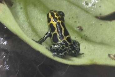 Poison dart frogs kaufen und verkaufen Photo: Ranitomeya Imitator Nominat 