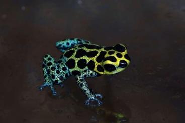 Poison dart frogs kaufen und verkaufen Photo: Ranitomeya Imitator Nominat 