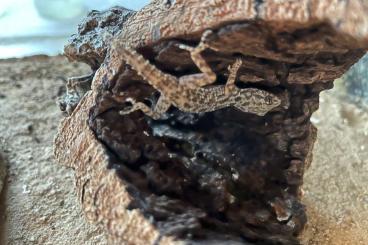 Geckos kaufen und verkaufen Foto: 2 Krokodilgeckos inklusive Exo Terra Terrarium und Zubehör 