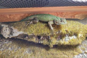 other lizards kaufen und verkaufen Photo: Malachit Stachelleguan Paar