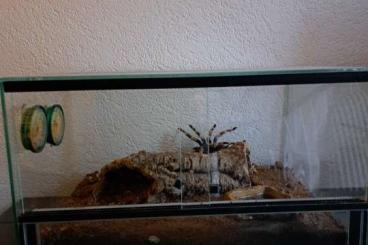 - bird spiders kaufen und verkaufen Photo: Brachypelma smithi / Mexikanische Rotknie-Vogelspinne