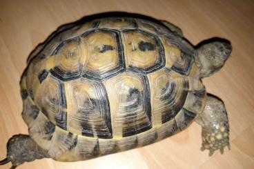 Landschildkröten kaufen und verkaufen Foto: dringend ein neues zuhause für 2 landschildkröten gesucht!