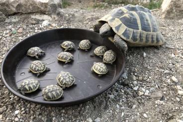Tortoises kaufen und verkaufen Photo: Griechische Landschildkröten Nachzucht 2024