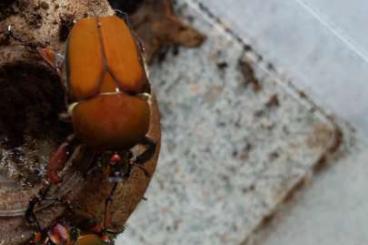 Insects kaufen und verkaufen Photo: KäferLarven Compsocephalus dohertyi  