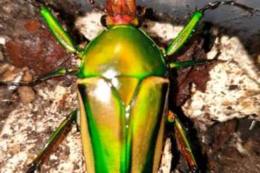 Insekten kaufen und verkaufen Foto: Käferlarven Eudicella hornimanni hornimanni