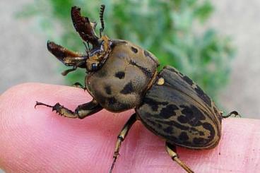 Insekten kaufen und verkaufen Foto: Nachzuchten von Käfer Larven abzugeben