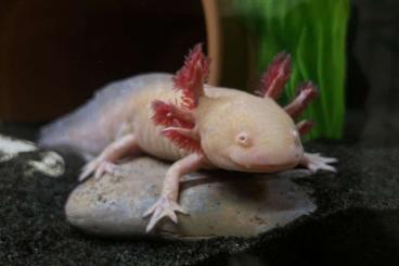 Newts kaufen und verkaufen Photo: 2 Axolotl (inkl. komplettem Zubehör) wegen Umzug abzugeben.