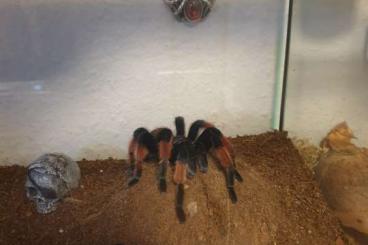 - bird spiders kaufen und verkaufen Photo: 1.0 Brachypelma emilia RH. 4.6.24 