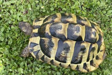 Tortoises kaufen und verkaufen Photo: Zwei griechische Landschildkröten, weiblich, 12 und 14 Jahre, eierl