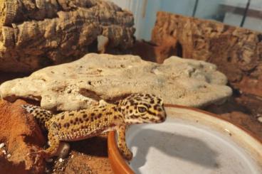 Geckos kaufen und verkaufen Photo: Zwei Leopardgeckos, nur zu zweit abzugeben