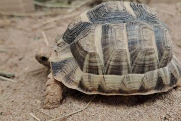 Landschildkröten kaufen und verkaufen Foto: Testuto kleinmani, geschlüpft am 17.08.2023