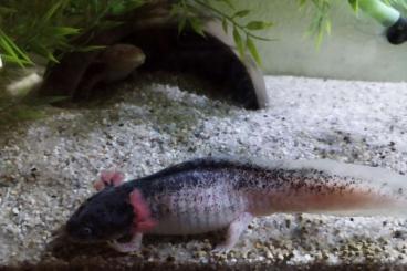Newts kaufen und verkaufen Photo: Axolotl Ambystoma Harlekin Nachwuchs