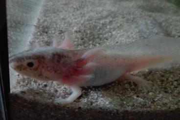 Molche kaufen und verkaufen Foto: Axolotl Ambystoma Harlekin Nachwuchs