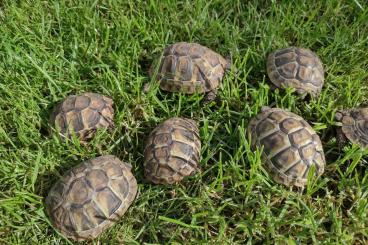 Tortoises kaufen und verkaufen Photo: Griechische Landschildkröten aus 2023 (Testudo hermanni boettgeri)