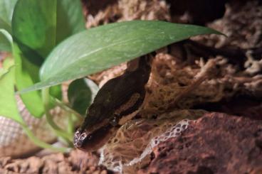 Snakes kaufen und verkaufen Photo: Verkaufe zwei Königspyhtons 