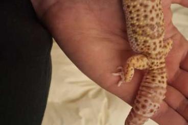 Lizards kaufen und verkaufen Photo: Verkaufe eine leoparden gecko dame