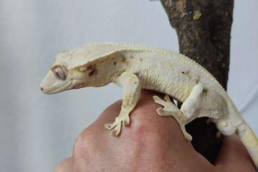 Geckos kaufen und verkaufen Photo: 1.0 Correlophus cilliatus ("High Expression Lilly White")