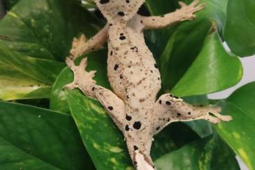 Geckos kaufen und verkaufen Foto: 2.0 Kronengecko (Correlophus cilliatus)