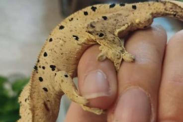 Geckos kaufen und verkaufen Photo: 2.0 Correlophus cilliatus (Kronengecko)