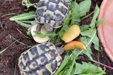 Tortoises kaufen und verkaufen Photo: 3 Griechische Landschildkröten ink. Zubehör