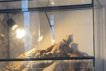 Bearded dragons kaufen und verkaufen Photo: Bartagame mit Terrarium zu verkaufen 100€ vb
