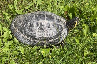 Schildkröten  kaufen und verkaufen Foto: Schmuckschildkröte 16 Jahre - sucht neues Zuhause