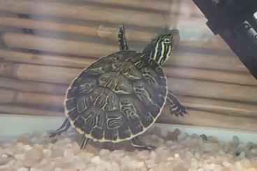 Turtles and Tortoises kaufen und verkaufen Photo: Pseudemyspeninsalaris Halbinsel Schmuckschildkröten 
