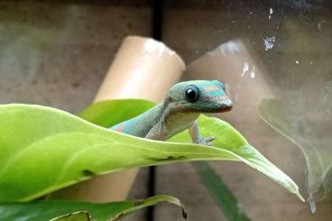 Geckos kaufen und verkaufen Foto: Aus Hobbyzucht zur Abgabe