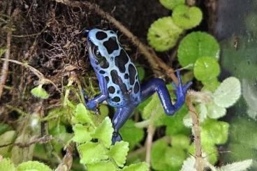 Poison dart frogs kaufen und verkaufen Photo: 3 Dendrobates tinctorius azureus NZ von März 2024 zu verkaufen NRW