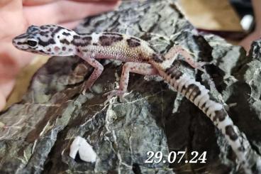 Geckos kaufen und verkaufen Photo: Leopardgecko aus Nachzucht 2 Jungtiere von Juli 2024 0.0.2 