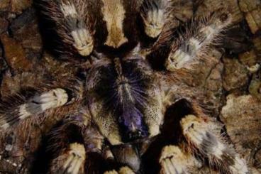- bird spiders kaufen und verkaufen Photo: verkaufe meine 3 Poecilotheria   