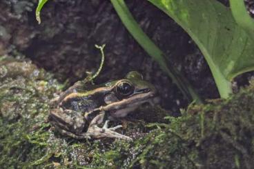 frogs kaufen und verkaufen Photo: Galam Weißlippen-Frosch; Lat: Amnirana galamensis; Jungtiere