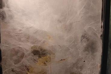 - bird spiders kaufen und verkaufen Photo: Carabena Versicolor mit Terrarium 