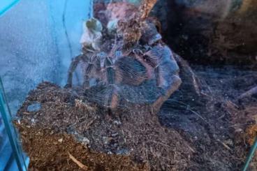 - bird spiders kaufen und verkaufen Photo: Eupalaestrus Campestratus mit 30er Exo-Terra 