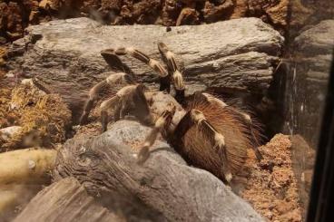 - bird spiders kaufen und verkaufen Photo: Nhandu Chromatus mit 15er Terrarium 