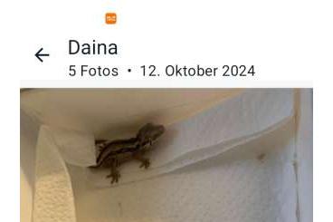 Geckos kaufen und verkaufen Photo: Höckerkopfgecko Rhacodactulus auriculatus 